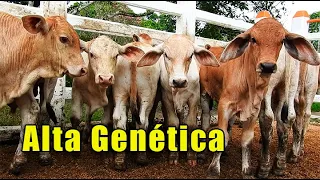 GANADERIA ALTA GENETICA / FINCA ALTAMIRA 🐃🐃🐃🐂🐂🐂