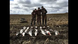 Охота на гуся в Беларуси 4-5.04.20. Гусь 2020. Goose hunting.