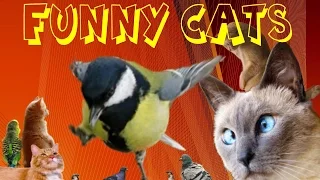 Funny Cats 6, Смешные коты, Реакция на Птиц !!!