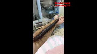 Giant Pet Centipede on Owner's arms | 所有者手上的巨型寵物蜈蚣