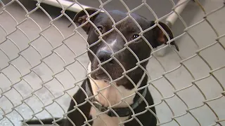 Clermont humane society plans to take over as Hamilton County dog warden