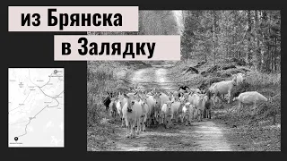 Мёртвая деревня Залядка | Ведьмы, козы, кровососки