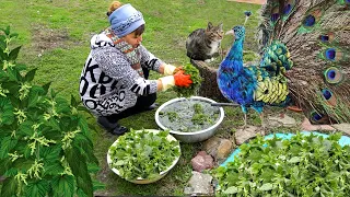 Picking Edible Wild Spring Herbs in the Village - Making Healthy Ravioli