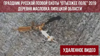 Натравливание гончих на лису (удаленное видео)