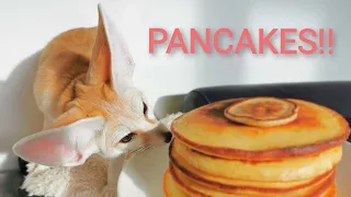 Tiny Fox, Tiny Pancake!