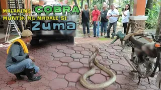 Malaking cobra na nag hunos muntik muntikan na si zuma | zuma haring ahas