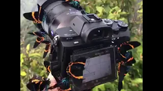 Magical moths swarm Photographer