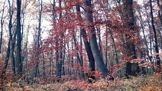 Autumn Forest Sounds - Birds Singing - Leaves Falling - Sleep, Relaxation, Study - 3 Hours