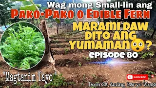 Wag mong Maliitin Ang Pako-Pako o Edible Fern, Marami na Daw ang Yumaman Dito😲😲?Totoo Kaya! Ep#80