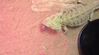 Bearded Dragon eating Pinky Mice