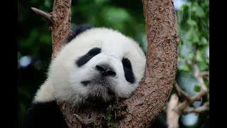 Relaxing Music for Studying Working and Good Sleeping Panda Bear