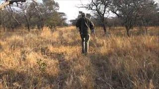 Nyala hunting - Jagd auf Nyalabulle in Südafrika / Zululand