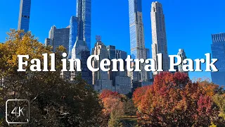 Central Park fall foliage 2022. Autumn in New York (4K) walking tour