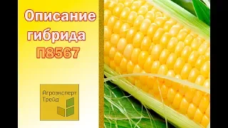 Кукуруза П8567 🌽 - описание гибрида 🌽, семена в Украине