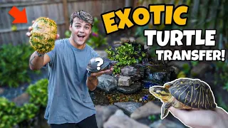 MOVING ALL My EXOTIC TURTLES to My OLD BackYard PONDS!!