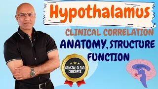 Hypothalamus | Anatomy  | Structure | Function | Neurology