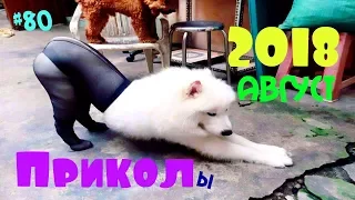 Самые ЛУЧШИЕ ПРИКОЛЫ 2018 август | Смешные Видео 2018 #80