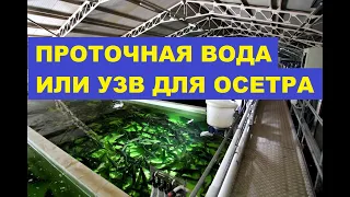 ПРОТОЧНАЯ ВОДА ИЛИ УЗВ ДЛЯ ОСЕТРА