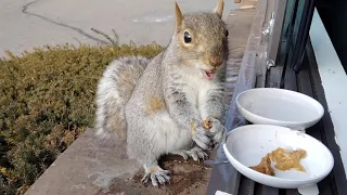 Squirrels' funny and cute way of eating almond/peanut butter
