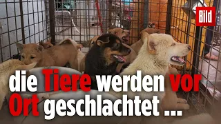 Trotz Corona Virus:  Hundefleisch Festival in China gestartet