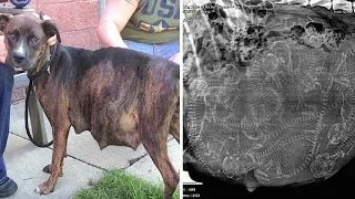 Pregnant Pitbull Refuses to Give Birth and After a Look at the Ultrasound the Vet Realizes Why