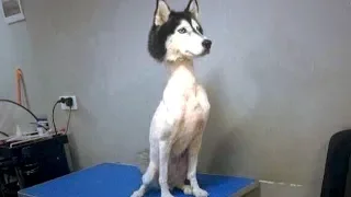 Alle sind empört wegen des nackten Husky - Was ist mit seinem Fell passiert?