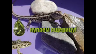 Купание прыткой ящерицы! Можно ли купать ящериц? Прыткая ящерица. Содержание прыткой ящерицы!