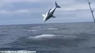 Hooked Mako shark jumping out of water