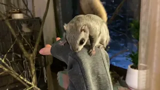 Жизнь домашней белки-летяги ! Russian flying squirrel! Momonga - 飞松鼠