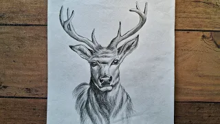 Pencil Drawing - Deer Draw Easy Step || Animal Drawing Tutorial