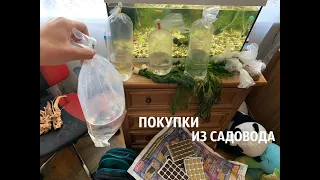 ПОКУПКИ ИЗ ПТИЧЬЕГО РЫНКА САДОВОДА МОСКВА (ОСЕНЬ 2019) I ЧТО МЫ КУПИЛИ?