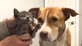 Pitbull thinks she's every cat's mommy