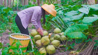 Stunning coconuts that also make traditional food ｜野小妹 wild girl