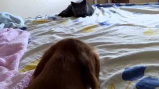 Собака, кот и попугай