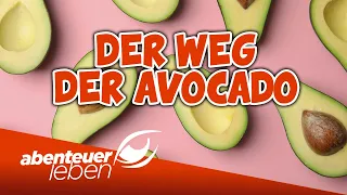 Der Weg der Avocado🥑 | Abenteuer Leben | Kabel Eins