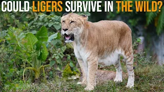Could Ligers Survive In The Wild?