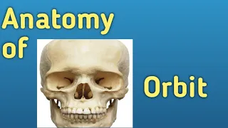 Anatomy of Orbit// Superior orbital fissure( with mnemonic)// Optic canal// Walls of orbit