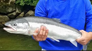 Tributary Summer Steelhead | Small Water Bank Fishing!