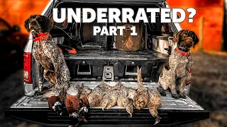 Pheasant Hunting - UNDERRATED? Part 1 | Upland Hunting with Dogs