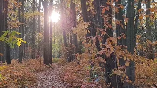 Enchanting Autumn in the forest with a beautiful relaxing musicnature view/fall colors/