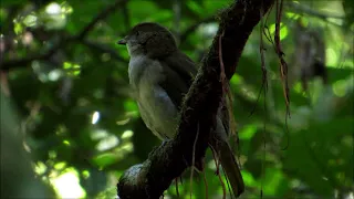 Australia Birding (Tropical North Queensland)