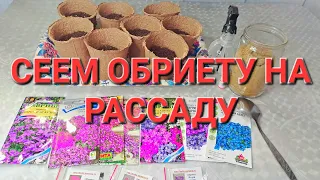 ВЫРАСТИТЬ ОБРИЕТУ ИЗ СЕМЯН ОЧЕНЬ ЛЕГКО. ПОКАЗЫВАЮ ПРОВЕРЕННЫЙ СПОСОБ.