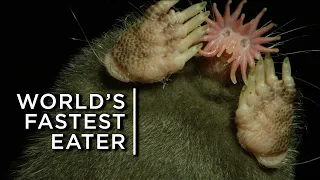 The bizarre star-nosed mole: The world’s fastest eater