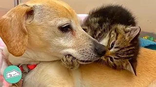 Kittens Nag This Dog 24/7. But She’s In Total Bliss | Cuddle Buddies