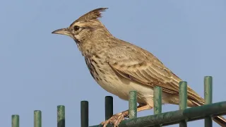 Kukmasta ševa kod Paphosa na Cipru - Crested lark - Galerida cristata