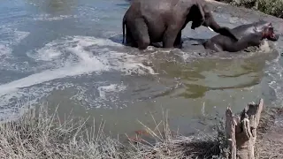 Elephant kicks hippo out of its pool