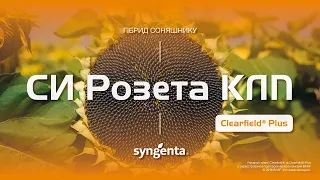 Гібрид соняшнику СИ Розета КЛП 🌻