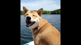 Ce chien vous fait son plus beau sourire !