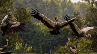 Healthy wetlands for the cranes and people of Rukiga, Uganda