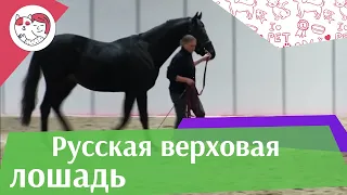 ЛОШАДИ Русская верховая порода  ЭКВИРОС 2016 на ilikepet